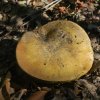 Amanita phalloides?caesarea ?